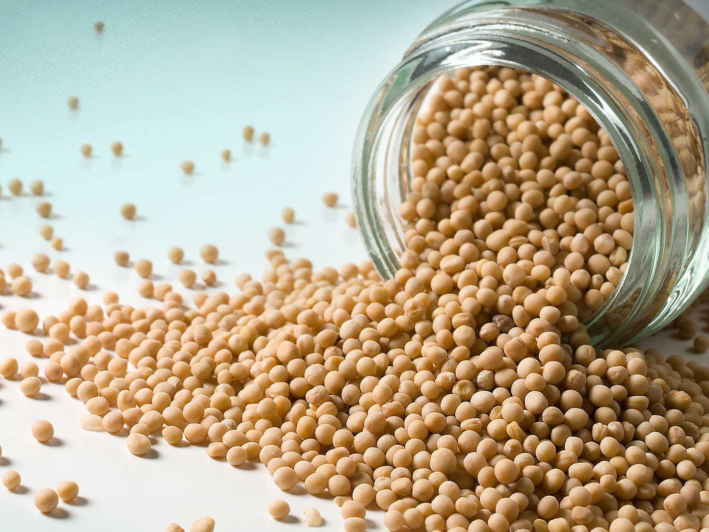 Ziarna gorczycy żółtej 50g