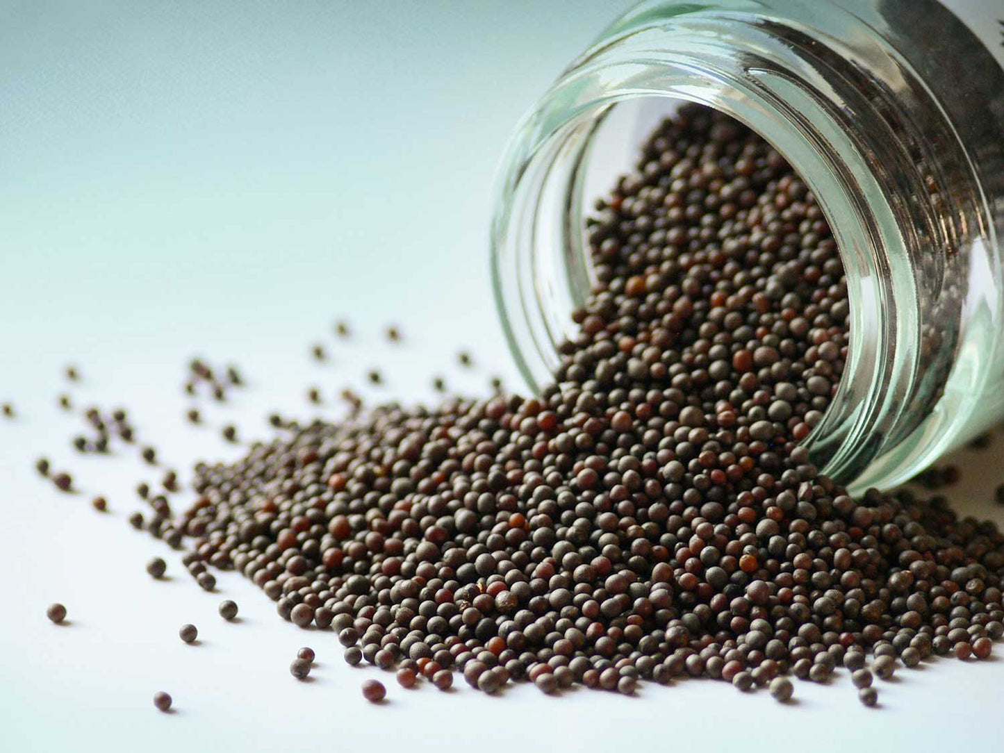 Ziarna gorczycy czarnej 50g