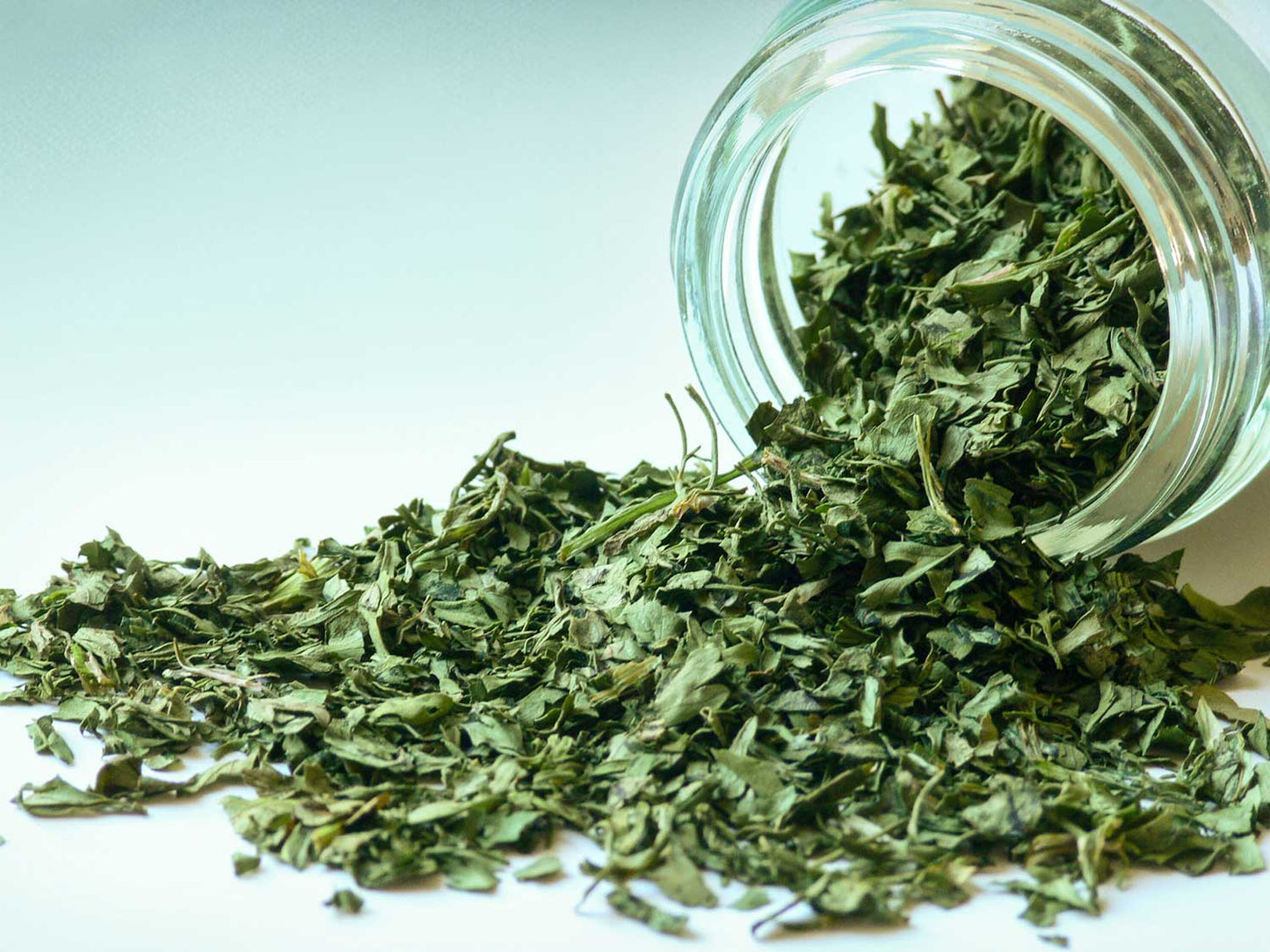 Liście kolendry 10g