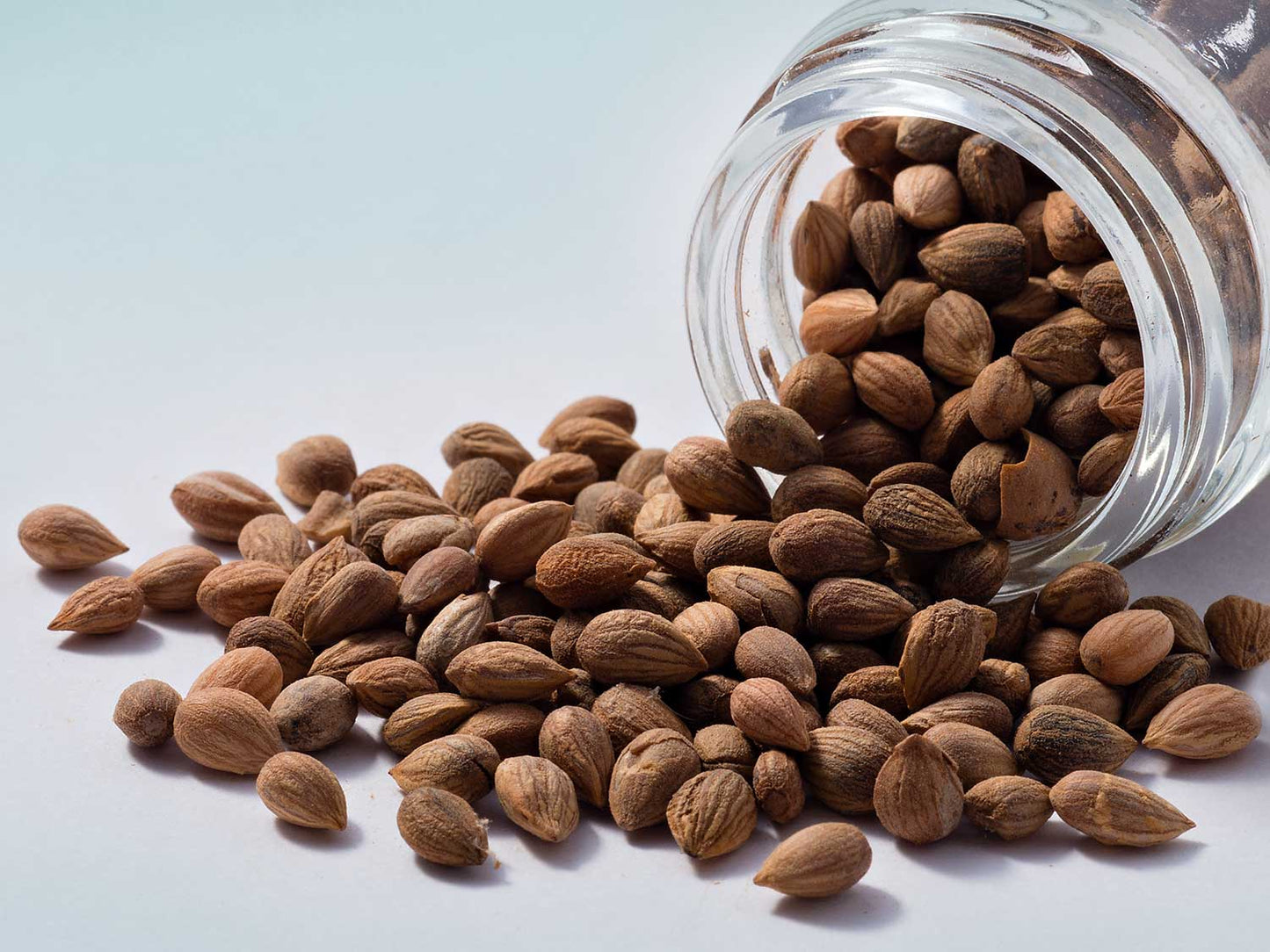 Nasiona Mahaleba 20g